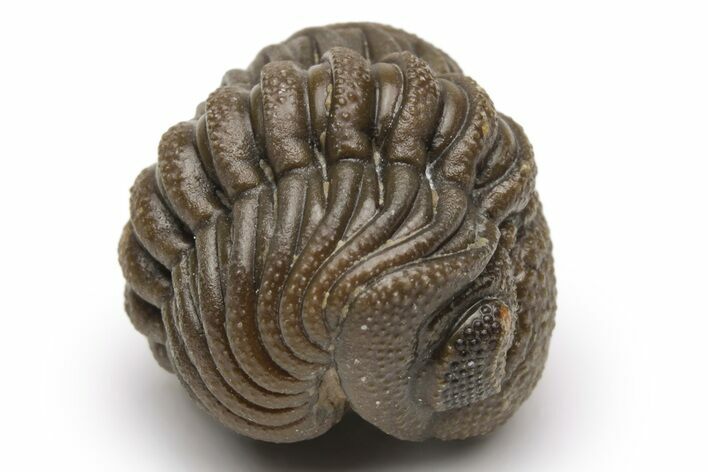 Wide, Perfectly Enrolled Morocops Trilobite - Morocco #224341